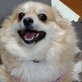 ごっぴごっぴ