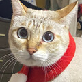 かつん2525