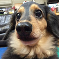 半蔵犬