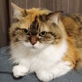 m-まさ